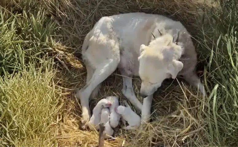 Merada Beklenmedik An! Akbaş 4 Yavru Dünyaya Getirdi