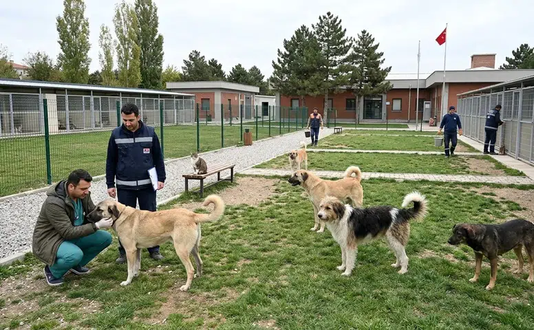 Eskişehir’de Sokak Hayvanları İçin Kaç Barınak ve Rehabilitasyon Merkezi Var?