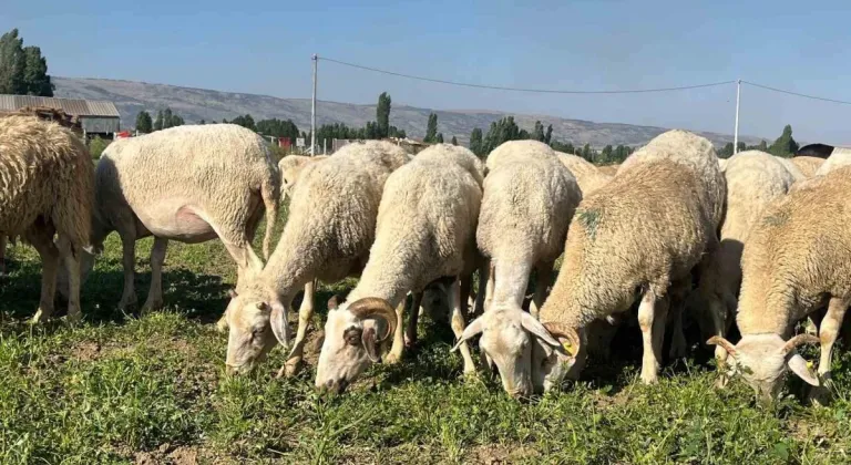 30 dekar maydanoz tarlasında koyunlar otluyor