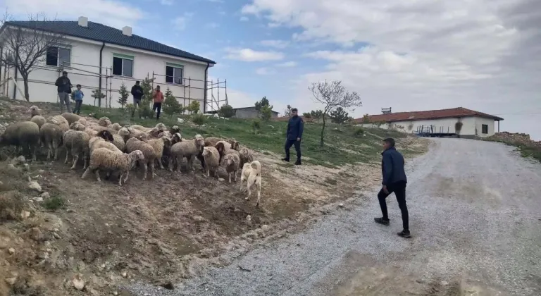 33 Küçükbaş Hayvan Dron Sayesinde Bulundu