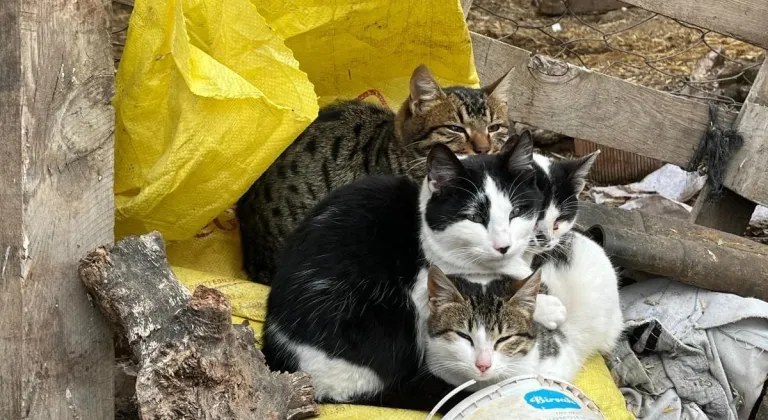 Ayazdan birbirlerine sarılarak korunmaya çalıştılar