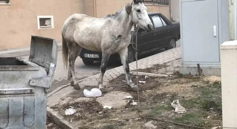 Başıboş gezen atlar yine cadde ve sokaklarda