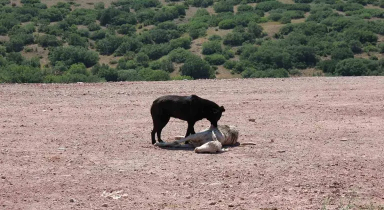 Eskişehir’de Koyun Sürüsü Sokak Köpekleri Tarafından Telef Edildi