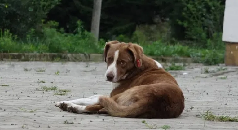 Başıboş Köpeklerle İlgili Yeni Yasa Tasarısı Meclis’e Geliyor: Uyutma Son Çare Olacak