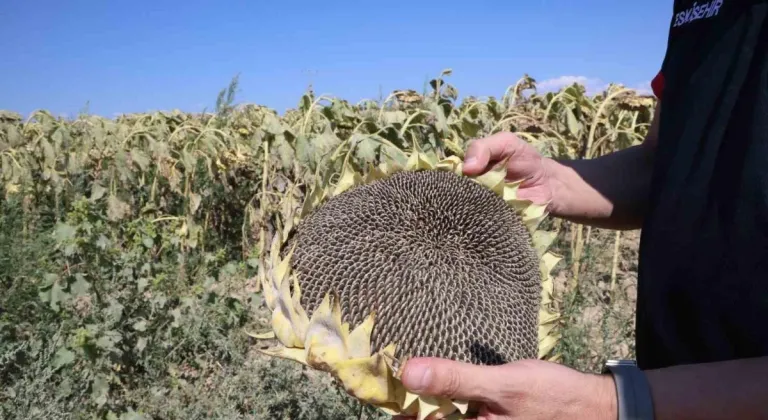 Eskişehirli Çiftçiler Ayçiçeğine Bebek Gibi Bakıyor