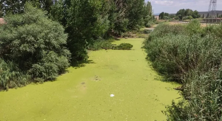 Eskişehir Beylikova’dan Geçen Porsuk Çayı Yosunla Kaplandı