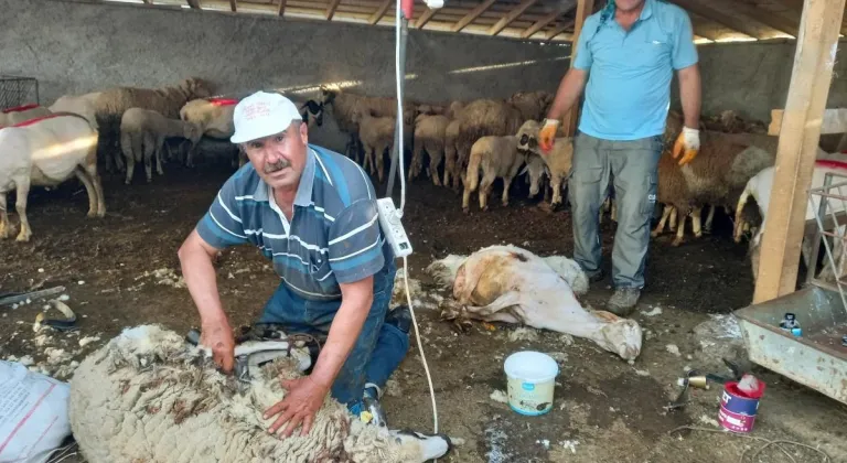 Eskişehir Günyüzü’nde Koyun Kırkım Sezonu Başladı