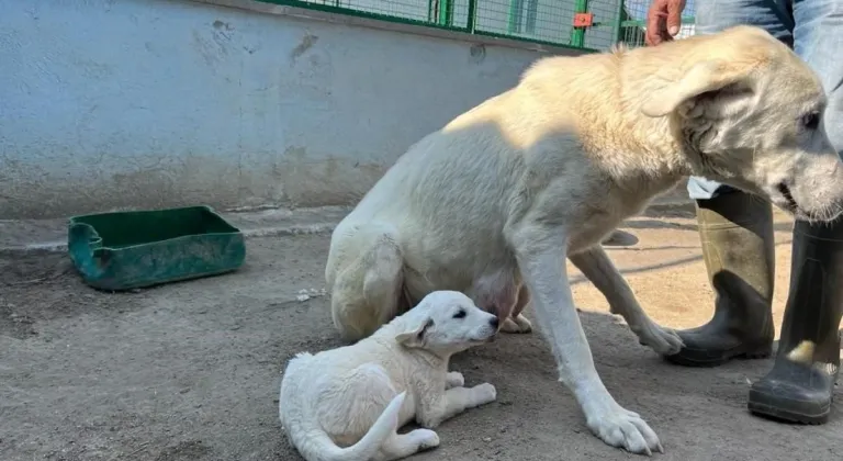 Eskişehir Sivrihisar’da Akbaşların Üreme Dönemi Başladı