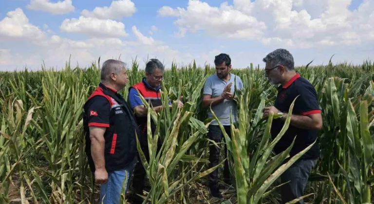 Eskişehir'de Tohumluk Üretiminde Dev Artış