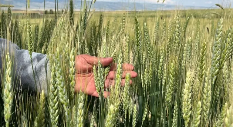 Eskişehir’de Çiftçiler Pas Hastalığından Endişeli