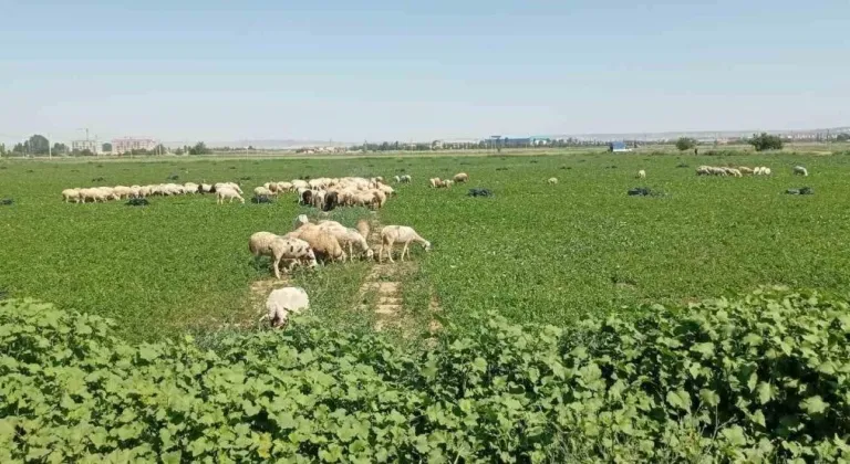 Eskişehir’de çiftçiler satamadıkları maydanozu koyunlara yedirdi