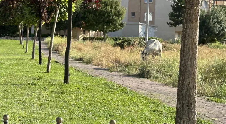 Eskişehir’de Çocuk Parkında Başı Boş Gezen Atlar