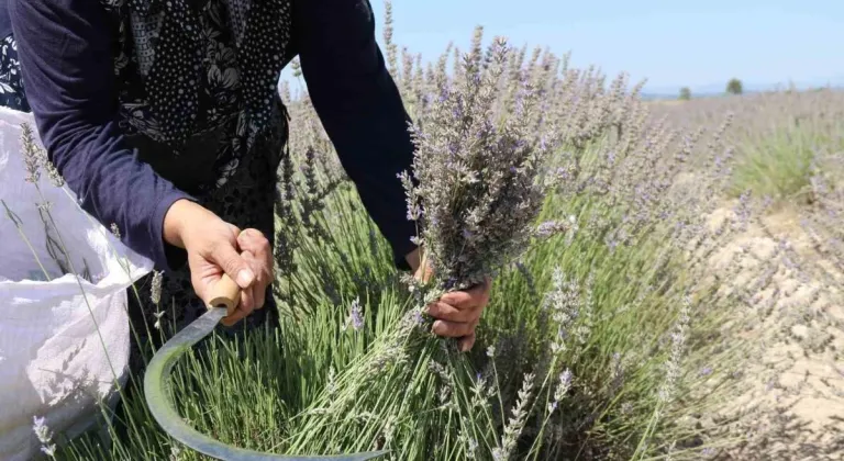 Eskişehir’de Lavanta Hasadı Başladı