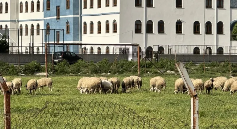 Eskişehir’de Eski Futbol Sahası, Yeni Otlama Alanı