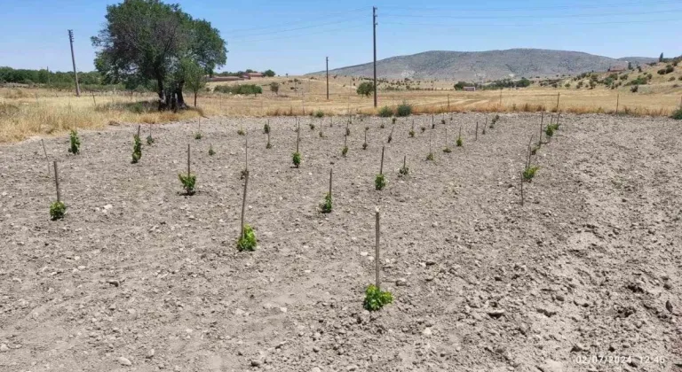 Günyüzü’nde "GÜNY'ÜZÜM" Projesiyle Bağcılık Yeniden Canlanıyor