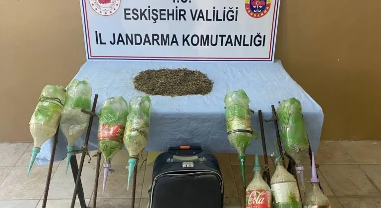 Eskişehir’de Jandarma Ormana Ekilen Uyuşturucuyu Buldu