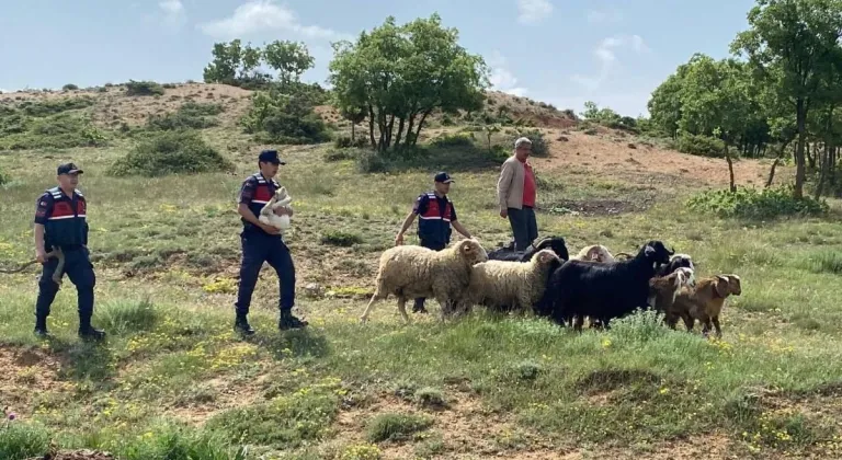 Eskişehir’de Kaybolan Küçükbaş Hayvanları Jandarma Buldu