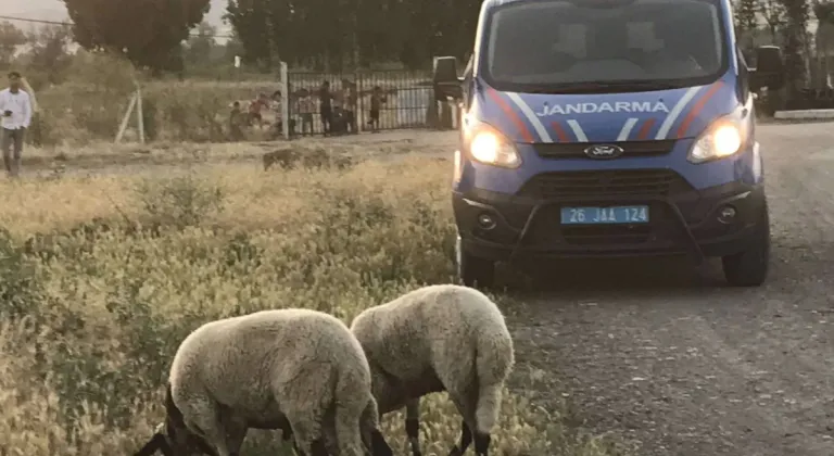 Eskişehir’de Kaybolan Kurbanlık Koyunları Jandarma Buldu