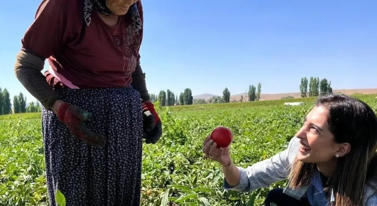 Eskişehir’de Kaymakam Eroğlu Domates Topladı