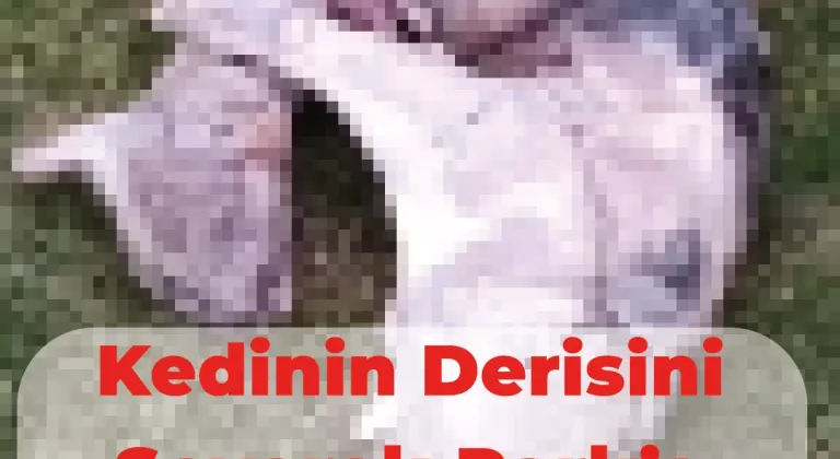 Eskişehir’de Kedinin Derisini Yüzerek Park’a Attılar.