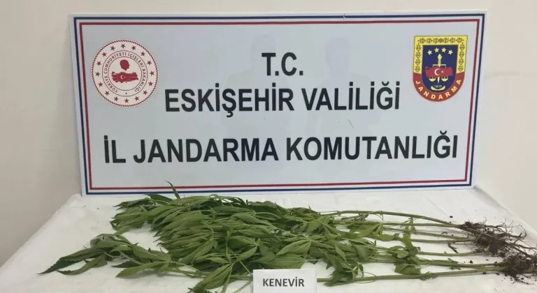 Eskişehir’de Kenevir Yetiştiricilerine Jandarma Operasyonu