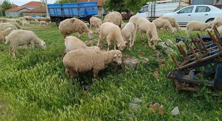 Eskişehir’de Küçükbaş Kurbanlık Fiyatı Belli Oldu