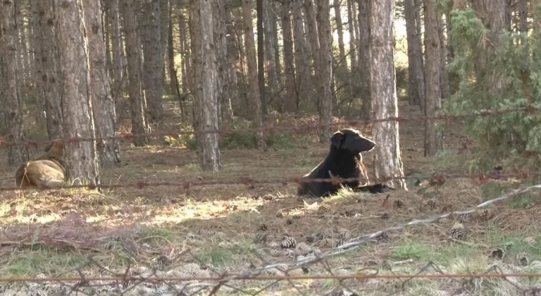 Eskişehir’de O Sitede Başıboş Köpeklerden Şikayetçiler