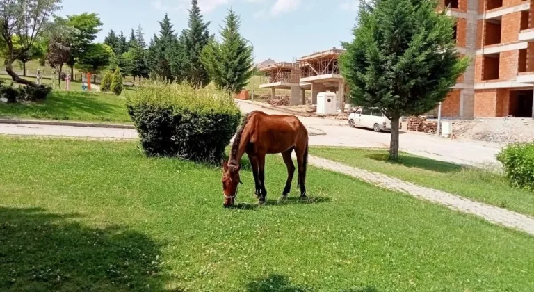 Eskişehir’de Sahipsiz At Dikkat Çekti