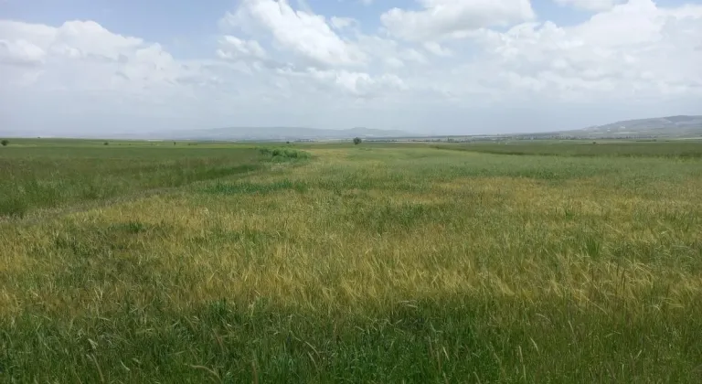 Eskişehir’in Günyüzü İlçesinde Pas Hastalığı Sorunu