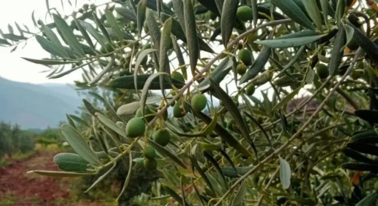 Eskişehirli Çiftçiler Zeytin Rekoltesini 5 Ton Bekliyor