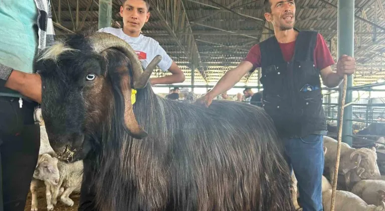 Haber olan ‘Karaoğlan’ yurt dışına satıldı