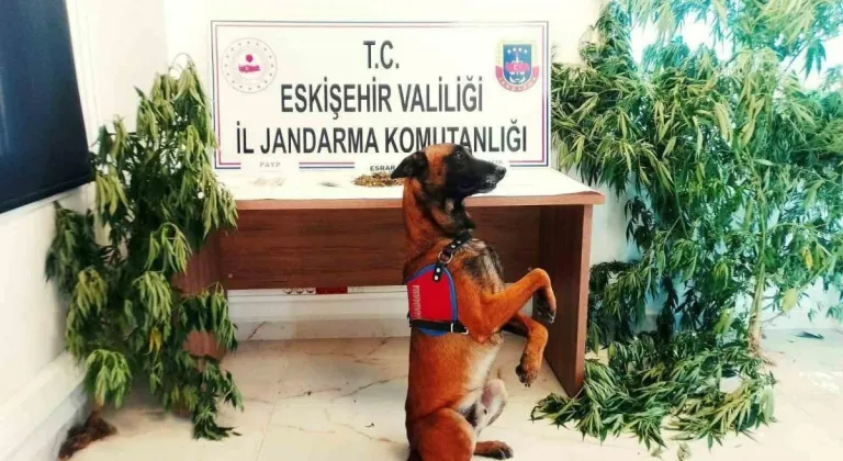 Evinde Kenevir Bitkisi Yetiştiren Şahıs Yakalandı