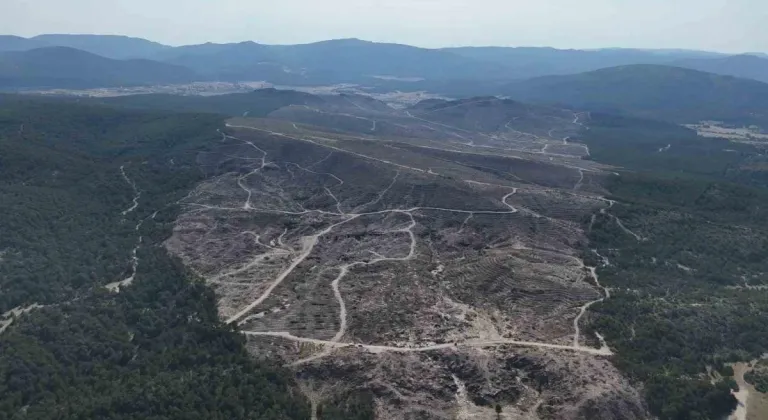 Seyitgazi'deki Yangının Ardından 312 Hektarlık Alan Tekrar Yeşillendirilecek