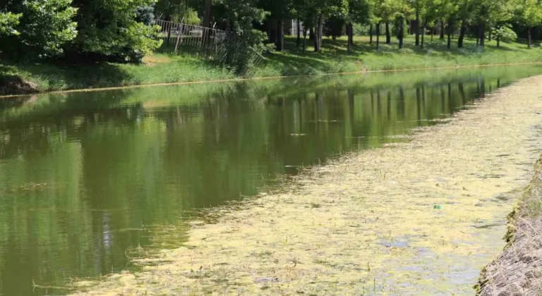 Eskişehir'de Porsuk Çayı Yosun Tuttu