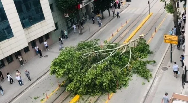 Şiddetli Rüzgar Sonrası Eskişehir'de Tramvay Durağında Ağaç Devrildi