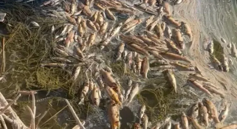 Sivrihisar'da Sakarya Nehri Kurudu, Çiftçiler Mağdur Oldu