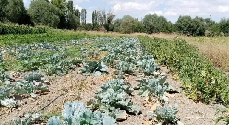 Sivrihisar'ın Meşhur Ürünü Tarih Mi Oluyor?