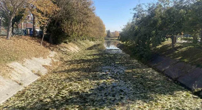 Sonbaharda Dökülen Yapraklar Porsuk Çayı Yüzeyini Kapladı