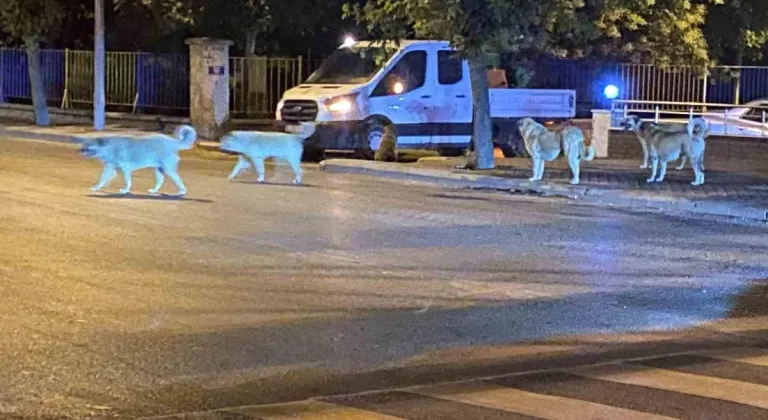 Sürü Halinde Gezen Köpekler Vatandaşları Korkutuyor