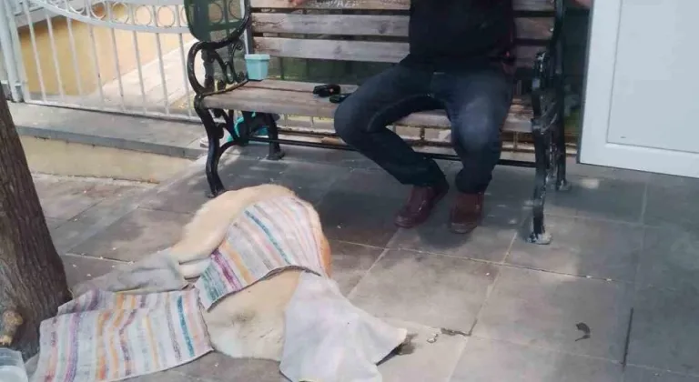 Taksi Durağı Çalışanı Sakat Köpeğe Yardımcı Oluyor