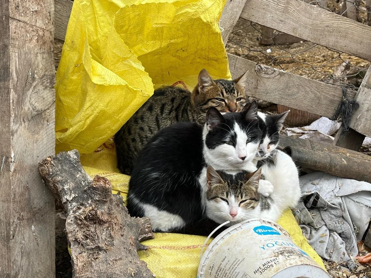 Ayazdan birbirlerine sarılarak korunmaya çalıştılar