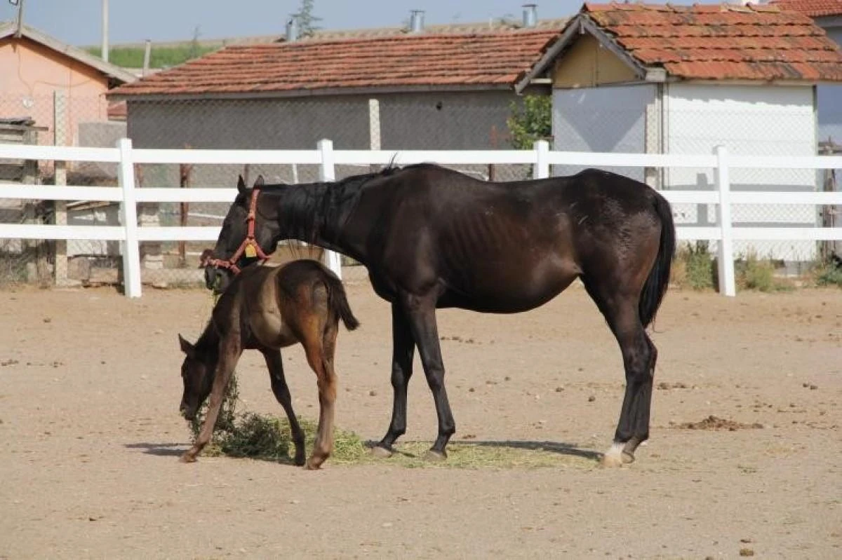 Osmanlı'nın gözde taylarının yetiştiği Mahmudiye eski günlerini arıyor
