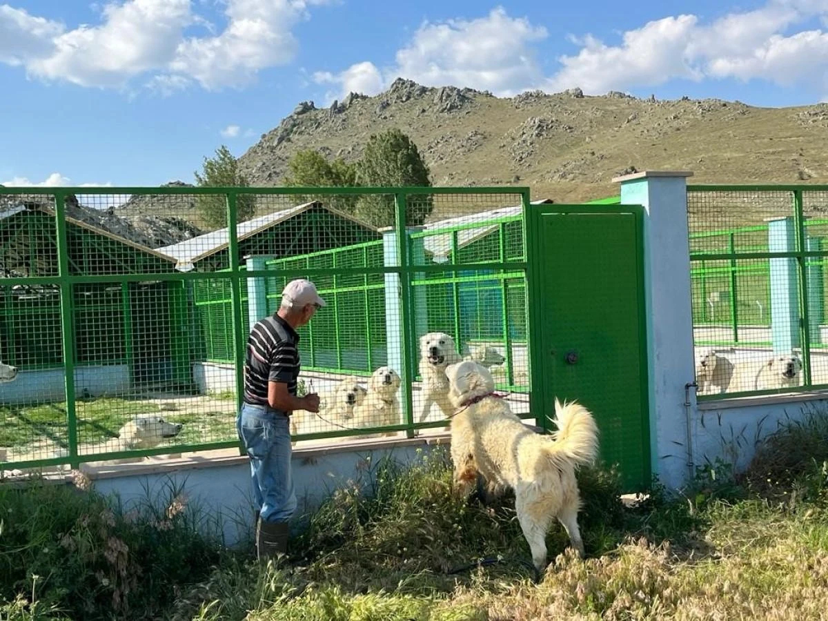 Koruma altındaki Sivrihisar akbaşlarının üreme dönemi başladı
