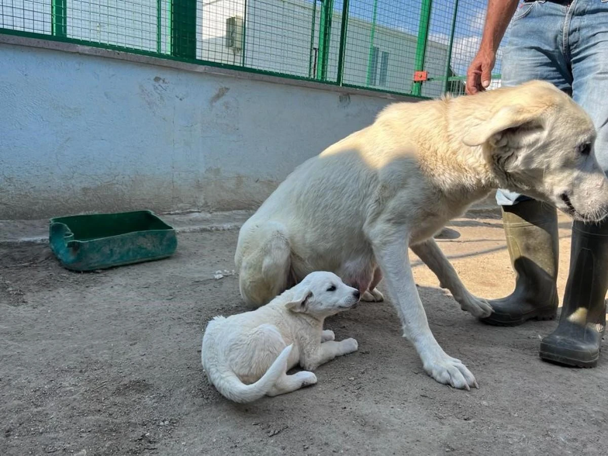 Koruma altındaki Sivrihisar akbaşlarının üreme dönemi başladı
