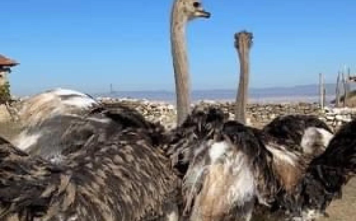 Eskişehir’de hobi bahçesindeki 2 deve kuşu firar etti
