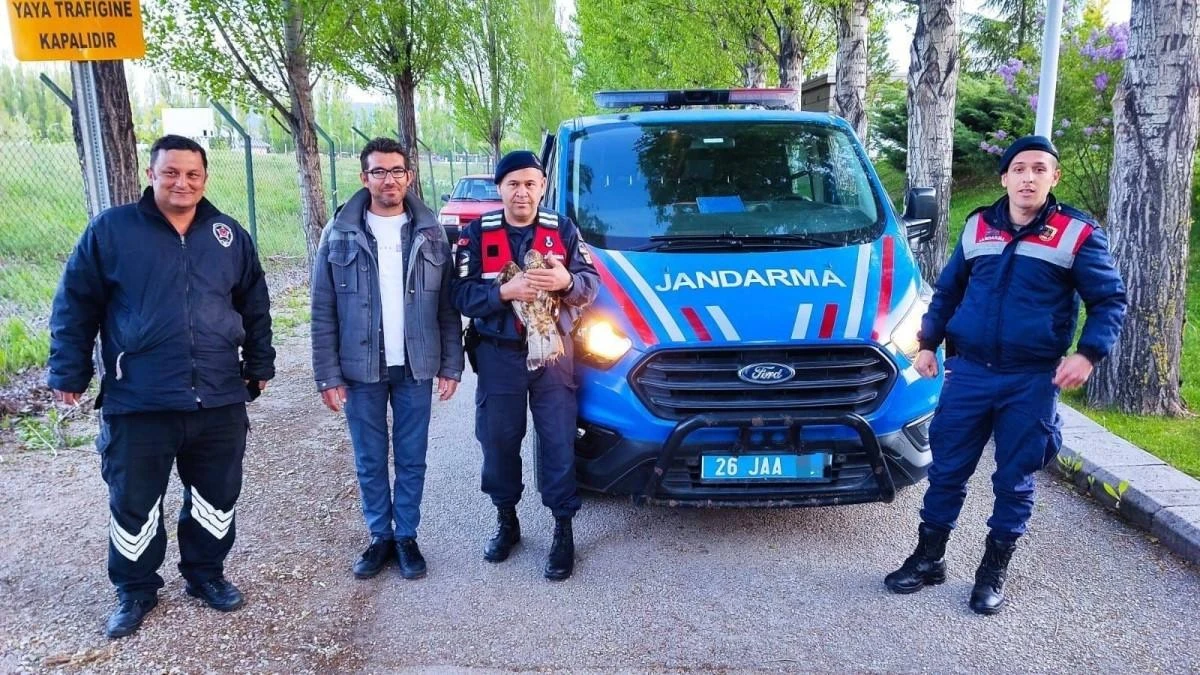 Yaralı halde bulunan ‘Şahin’ jandarma ekiplerince tedavi ettirildi
