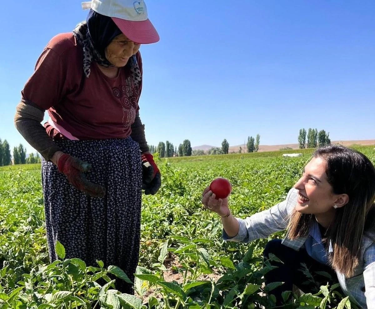 Eskişehir’in Beylikova ilçesinde domates hasadı başlarken İlçe Kaymakamı Kübra Eroğlu, tarım işçilerine tarlada katılarak domates topladı.