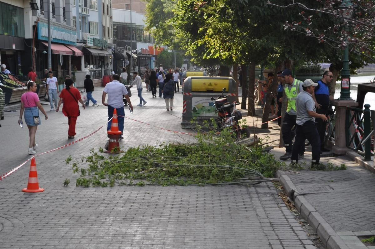 Eskişehir'de facianın eşiğinden dönüldü Ağaç devrildi, 3'ü çocuk 11 kişi altında kaldı
