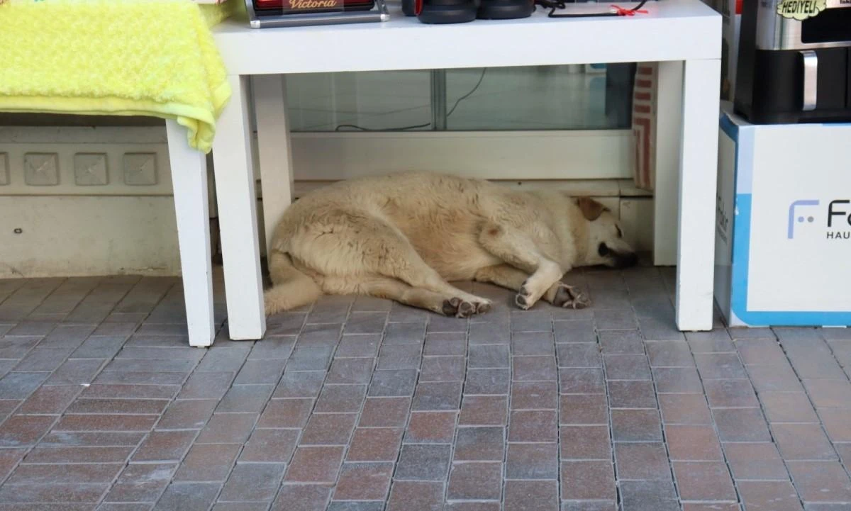 Sıcaktan yorgun düşen sevimli köpek masa altına sığındı
