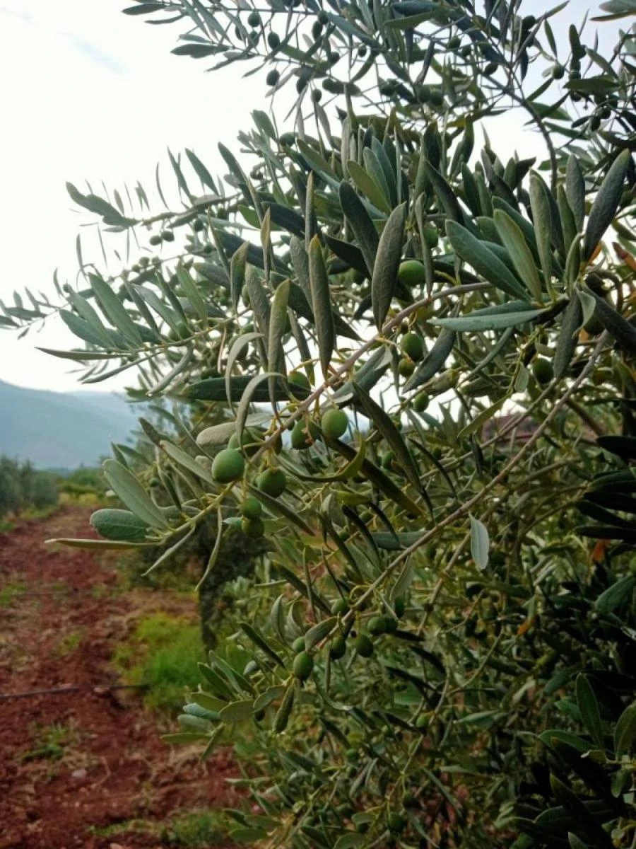 eskişehirli çiftçiler zeytin hasadı